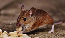 24 Hour & Emergency Exterminators in Blooming Grove, NY